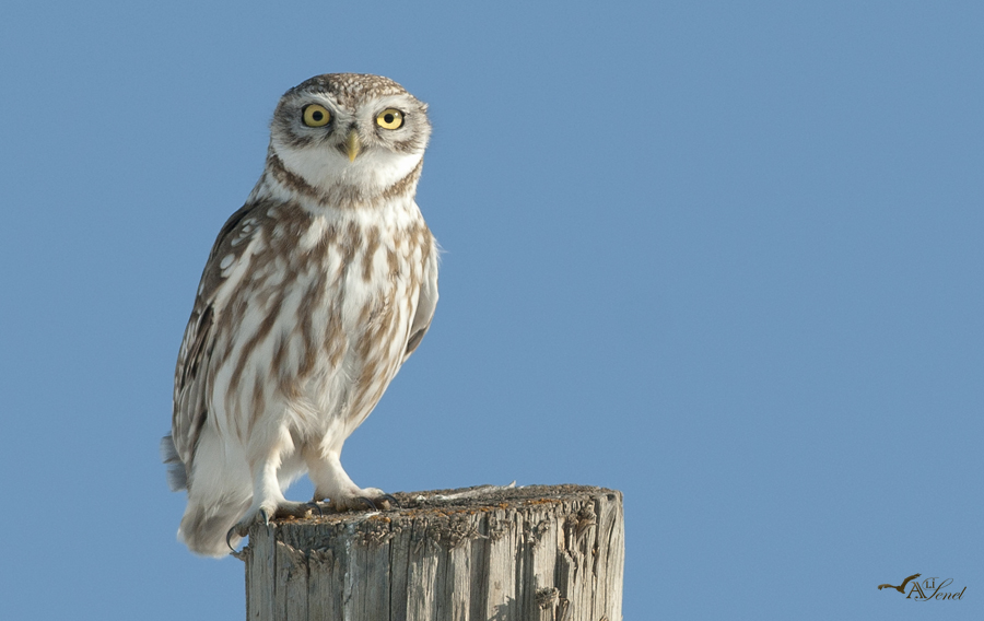 Little Owl