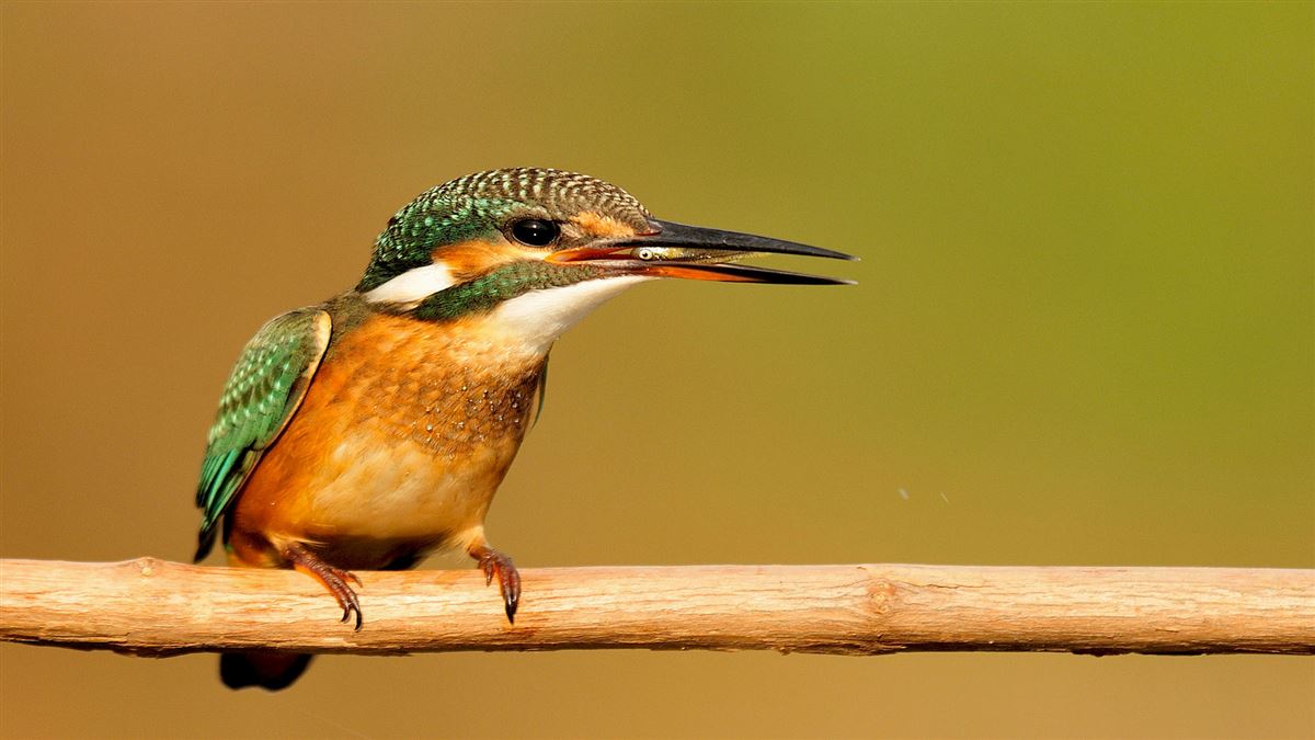 Common Kingfisher