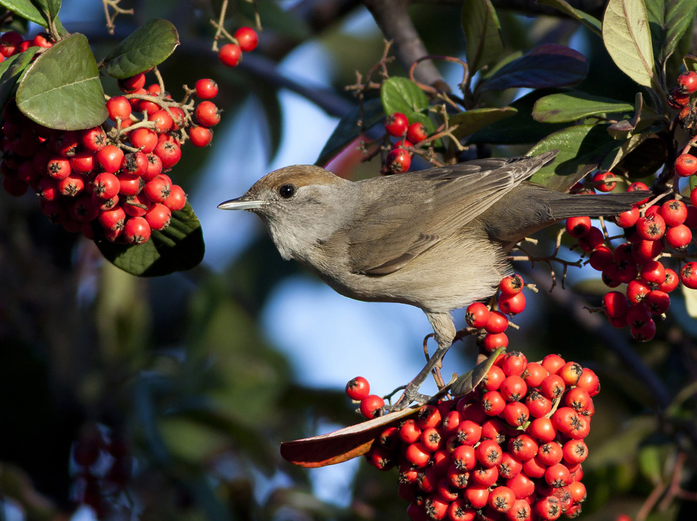 Eurasian Blackcap