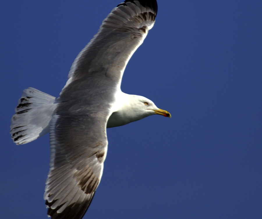 Yellow-legged Gull