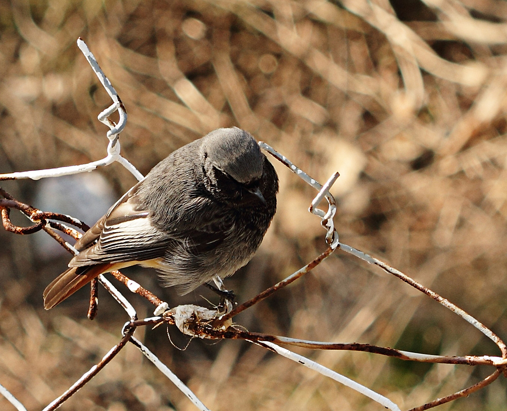 Black Redstart