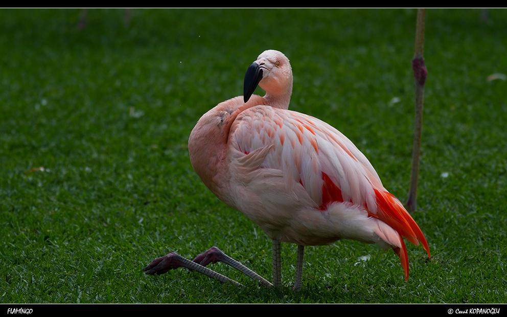 Greater Flamingo