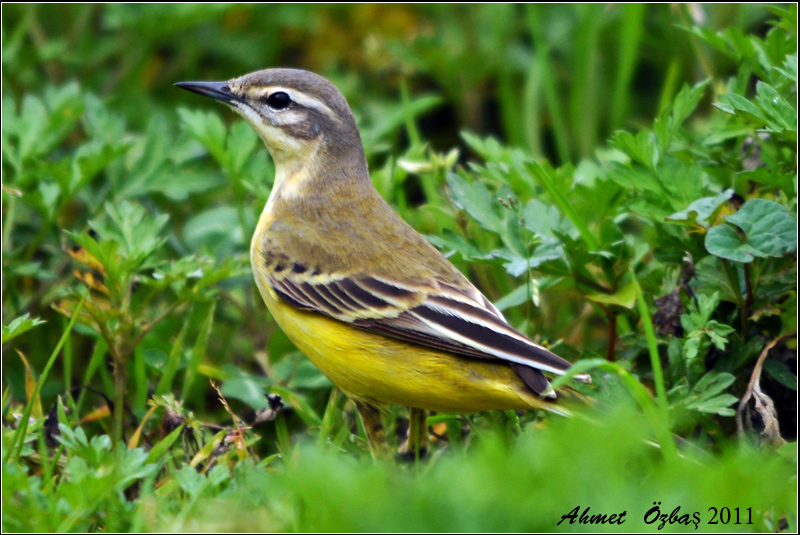Western Yellow Wagtail