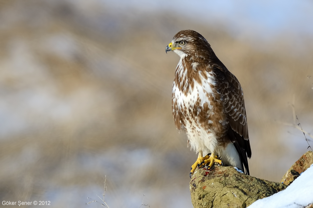 Common Buzzard