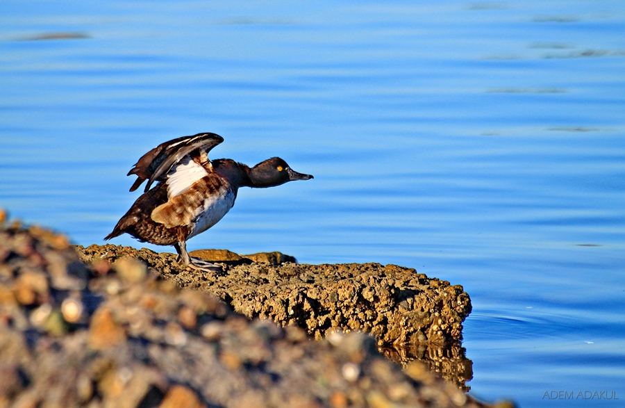 Tufted Duck