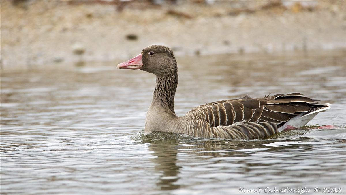 Greylag Goose