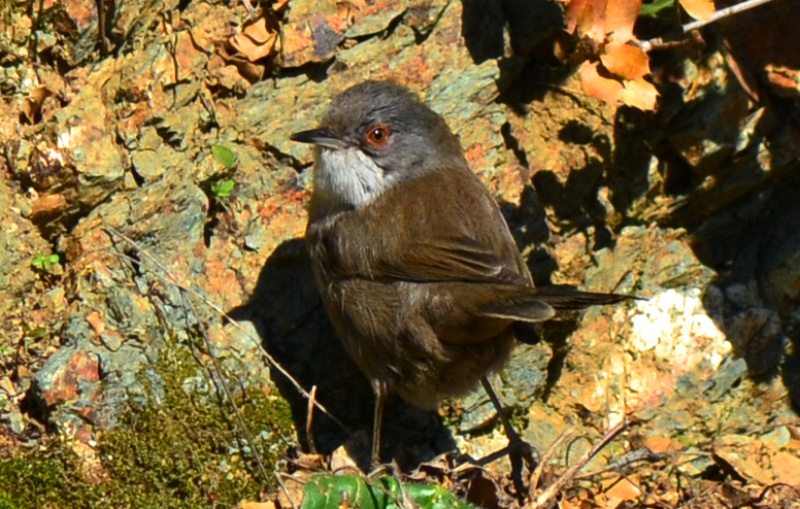 Sardinian Warbler