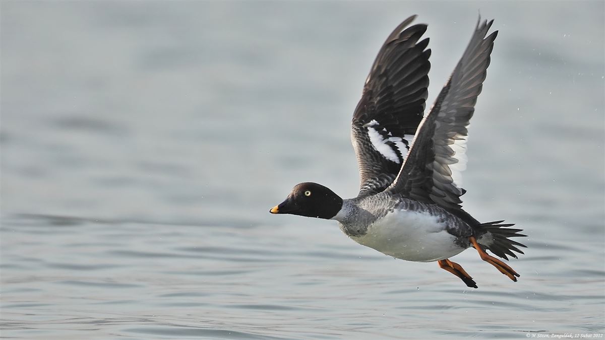 Common Goldeneye