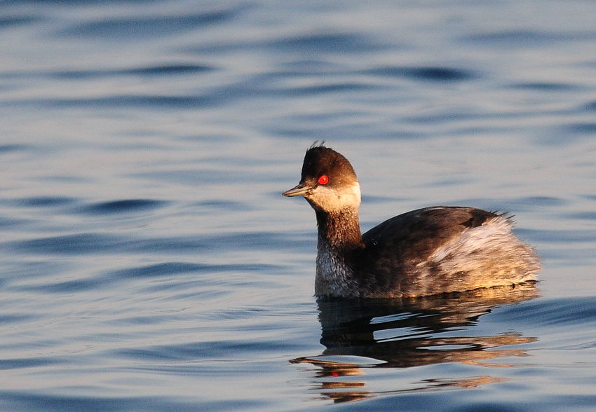 Black-necked Grebe