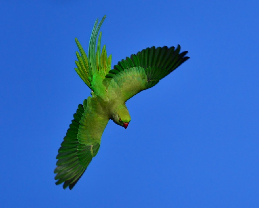 Rose-ringed Parakeet