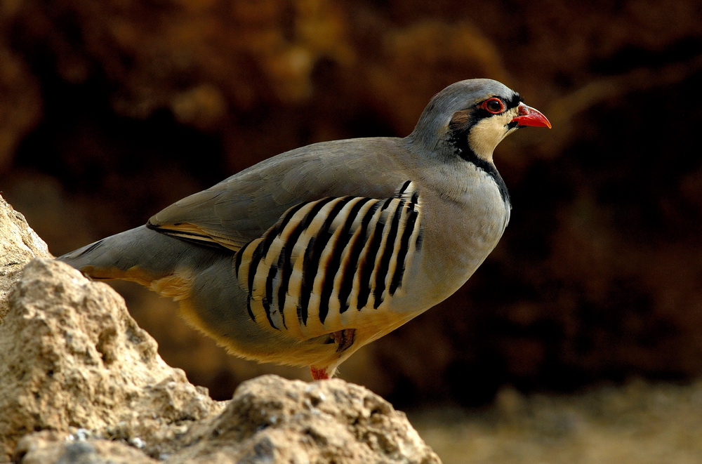 Chukar Partridge