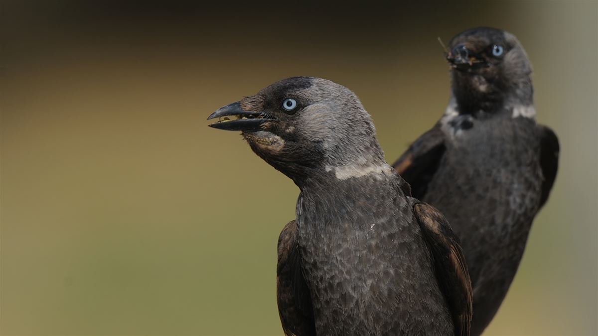 Western Jackdaw