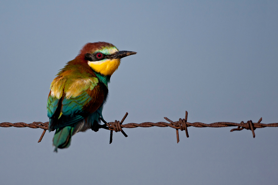 European Bee-eater