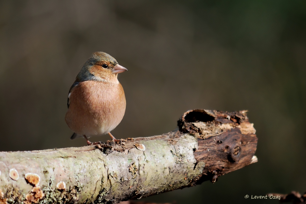 Eurasian Chaffinch