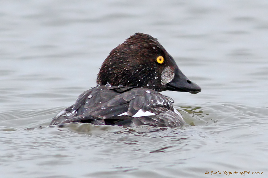 Common Goldeneye