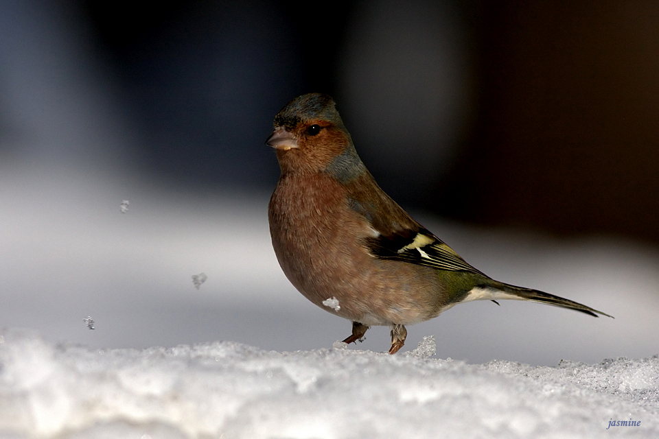 Eurasian Chaffinch