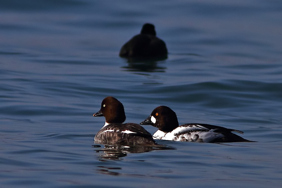 Common Goldeneye
