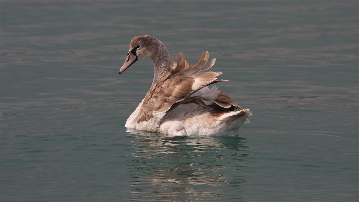 Kuğu
