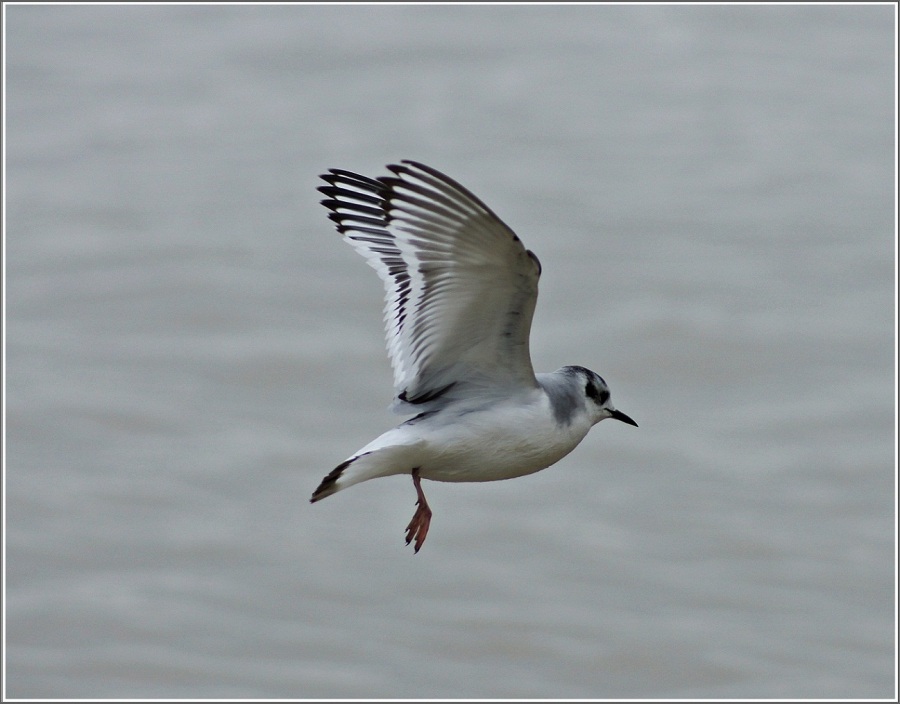 Little Gull