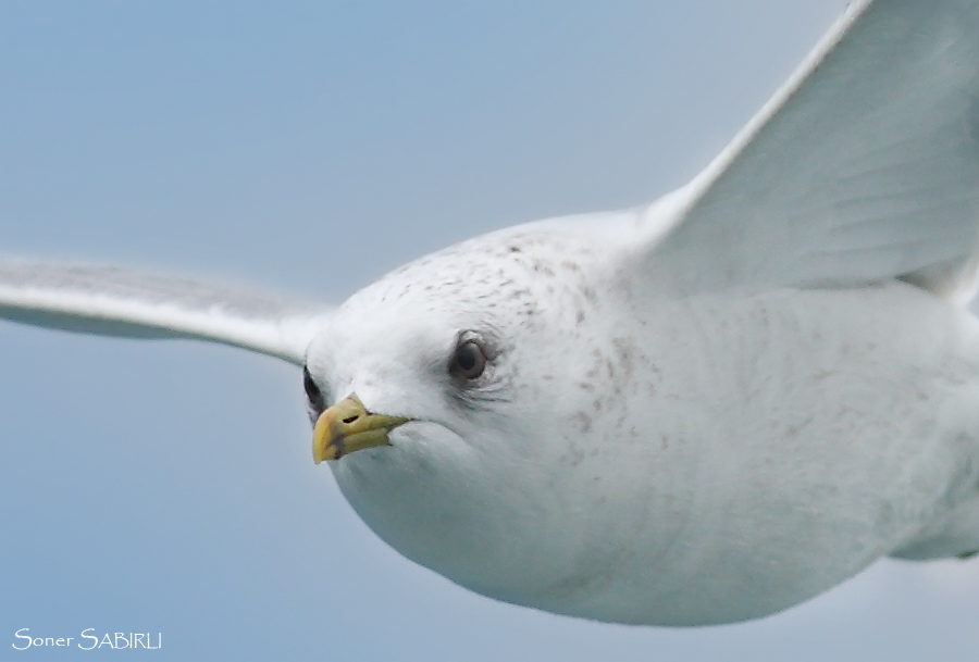 Common Gull
