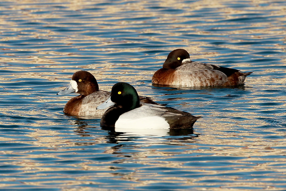 Greater Scaup