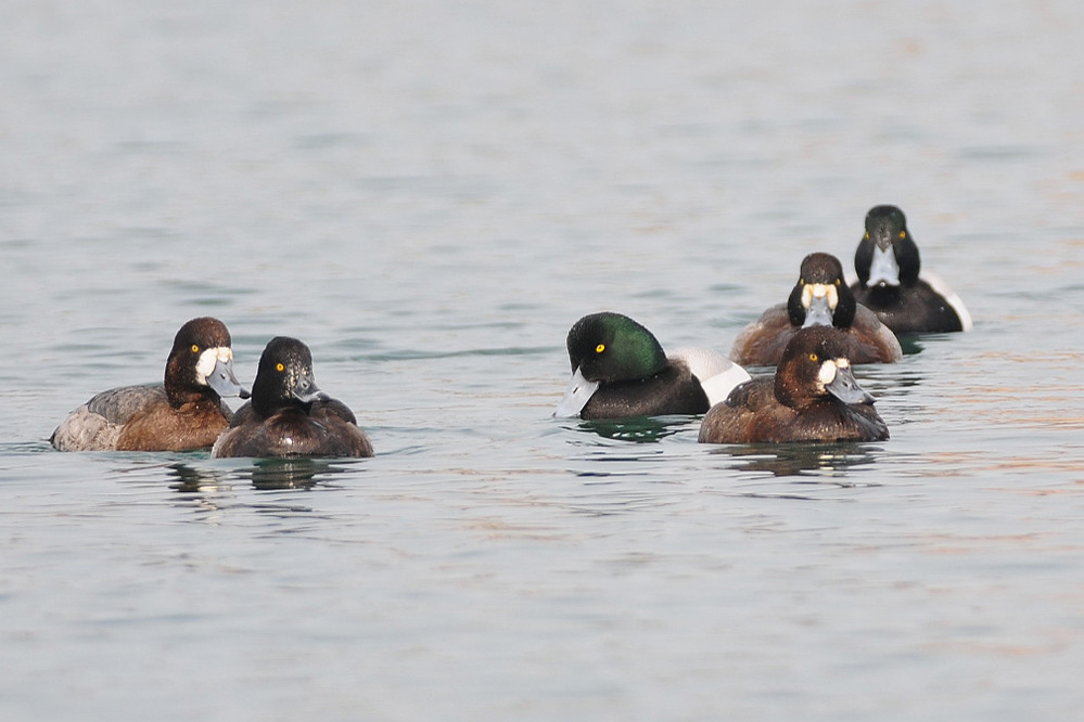 Greater Scaup