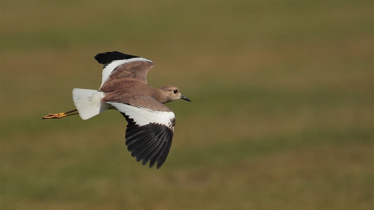 White-tailed Lapwing