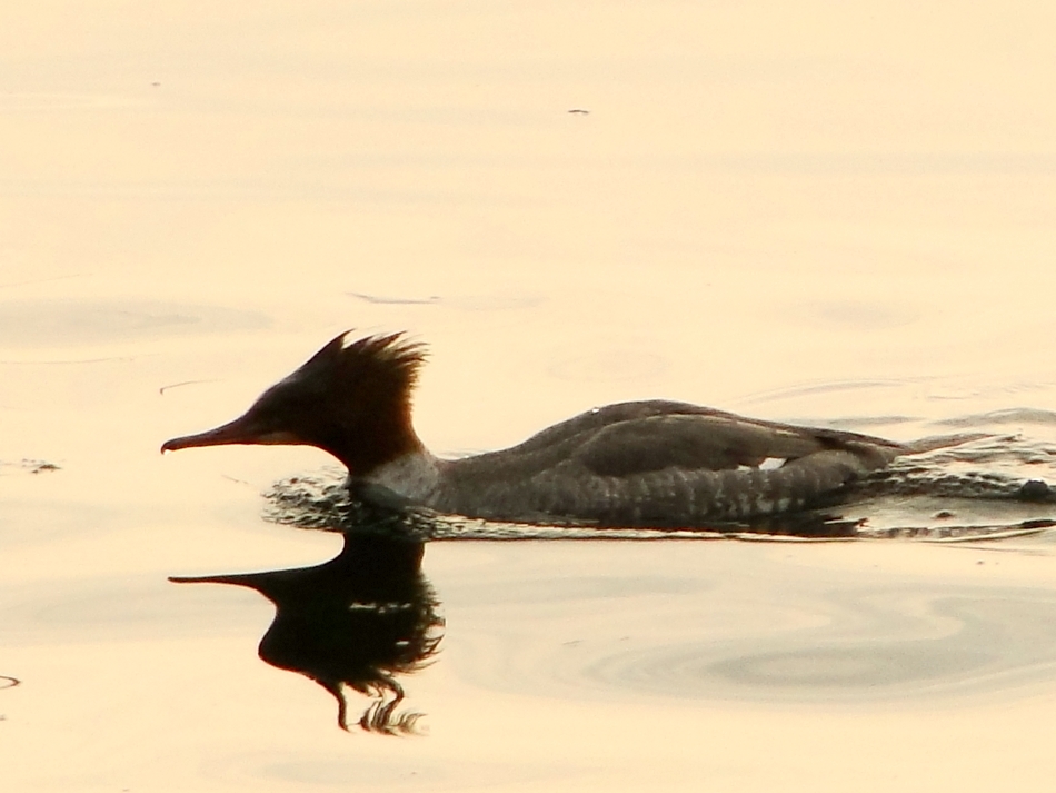 Common Merganser