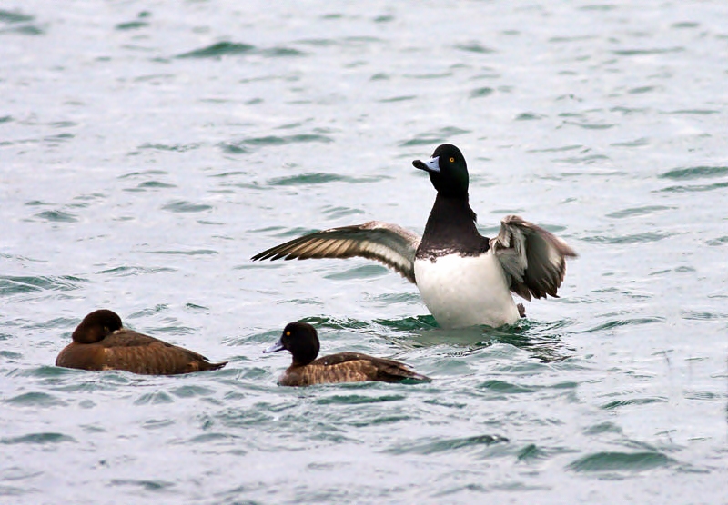 Greater Scaup