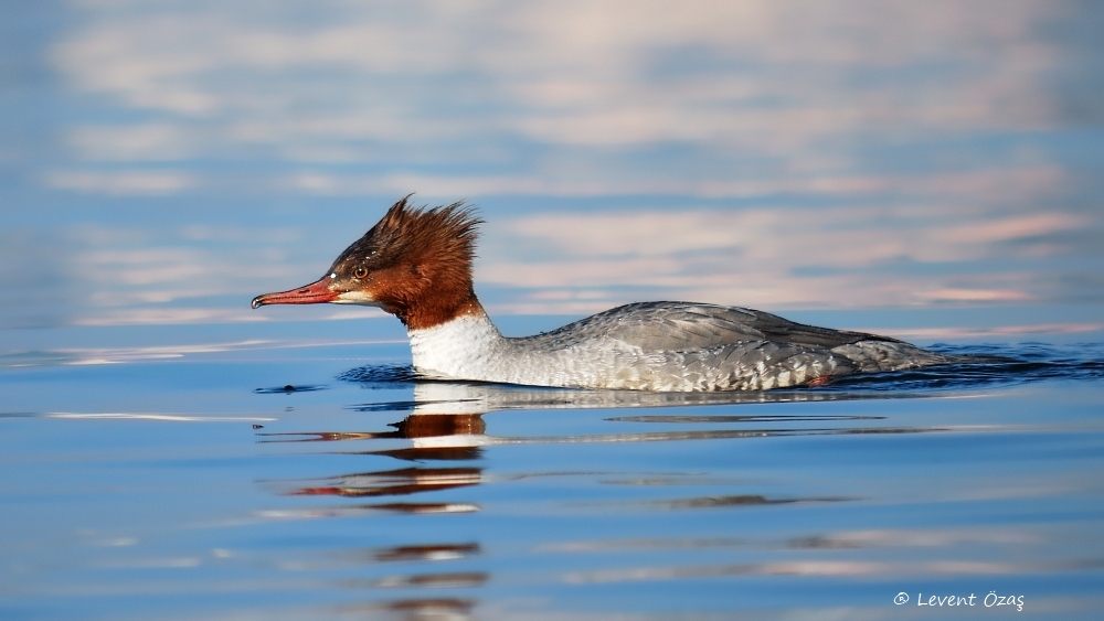 Common Merganser