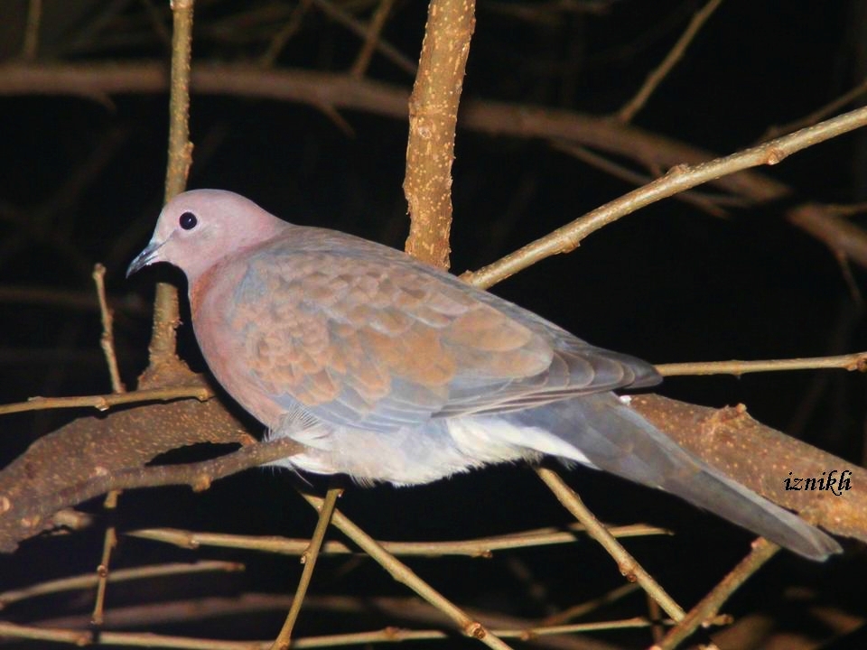 Küçük Kumru