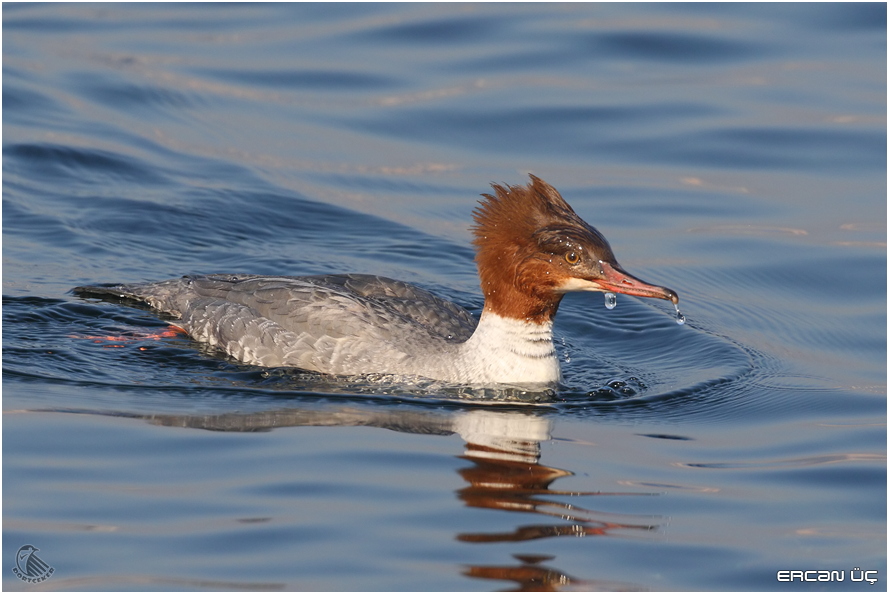Common Merganser