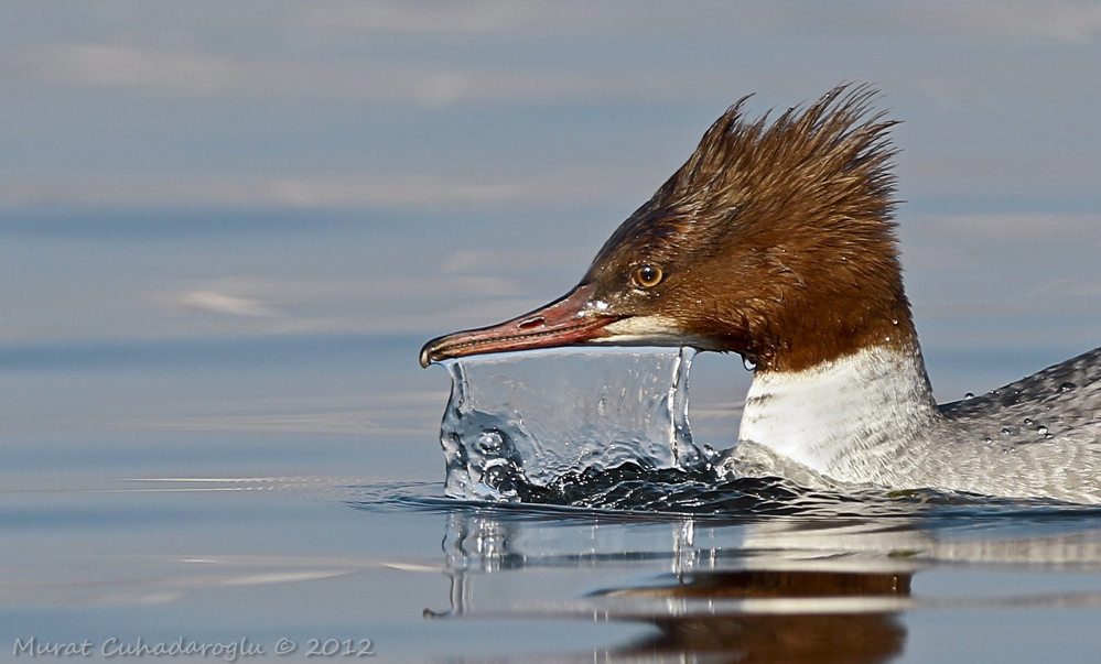 Common Merganser