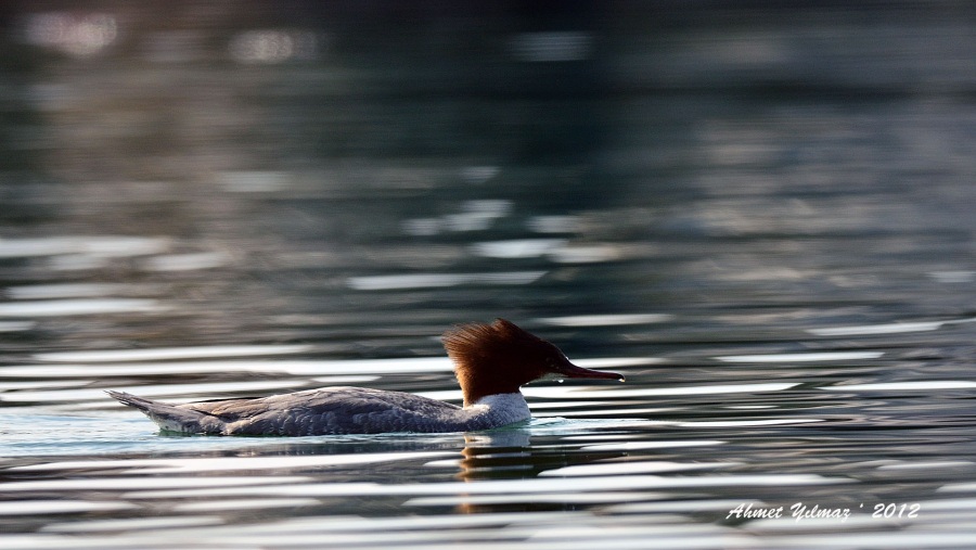Common Merganser