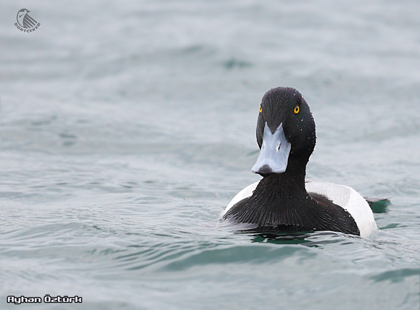 Greater Scaup