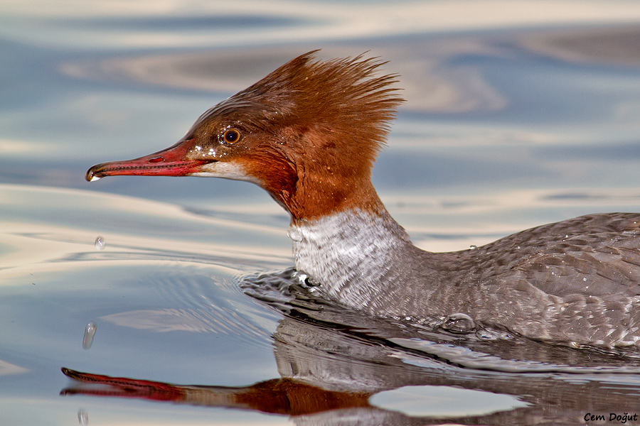 Common Merganser