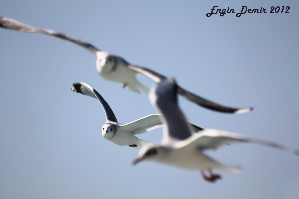 Common Gull