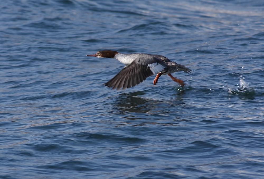 Common Merganser
