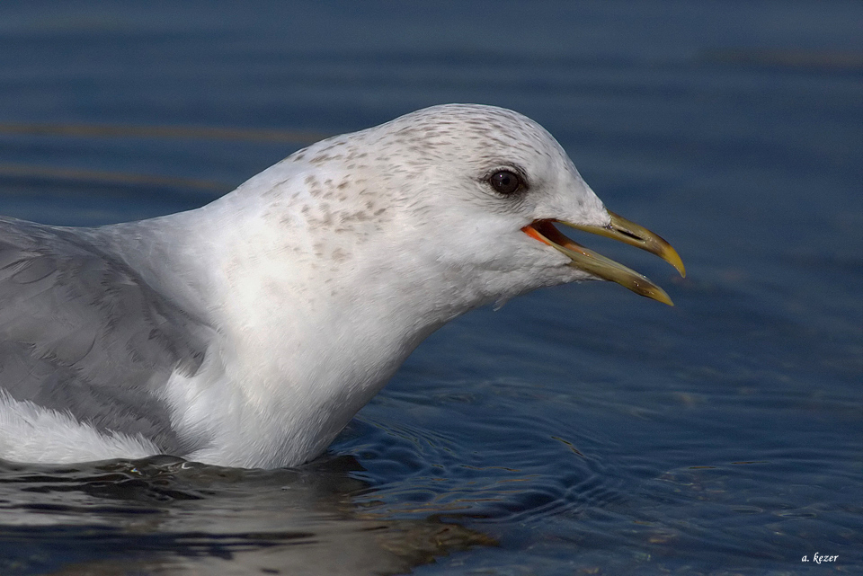 Common Gull