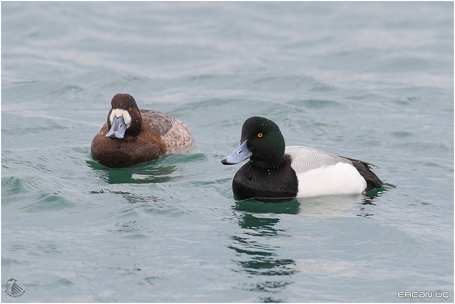 Greater Scaup