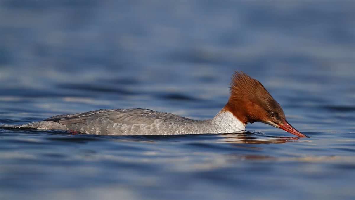 Common Merganser