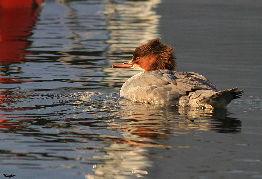 Common Merganser