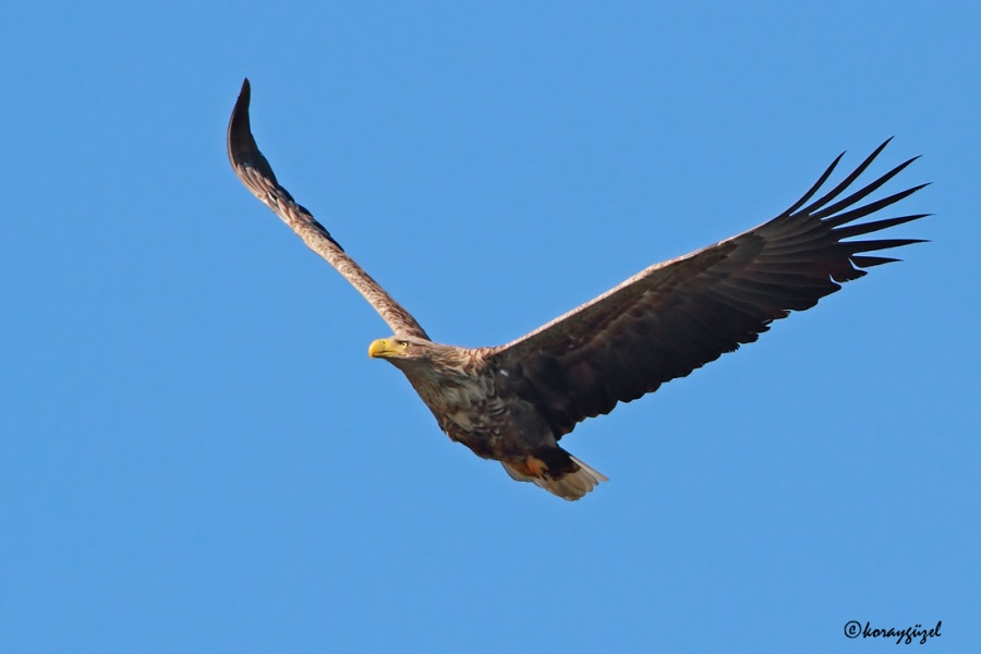 Akkuyruklu Kartal
