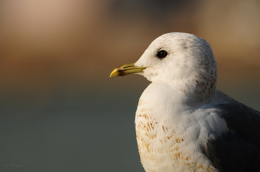Common Gull