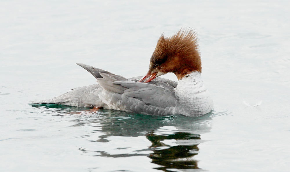 Common Merganser