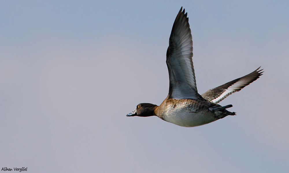 Greater Scaup