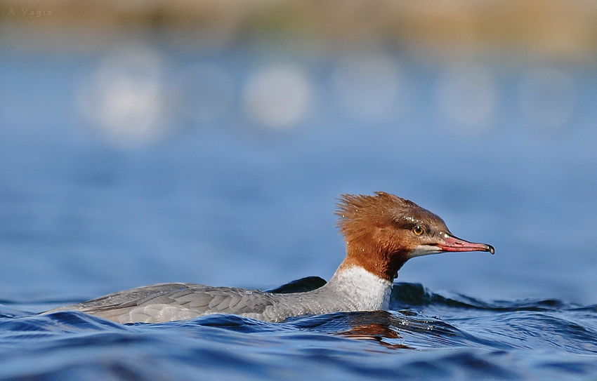 Common Merganser