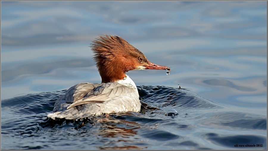 Common Merganser