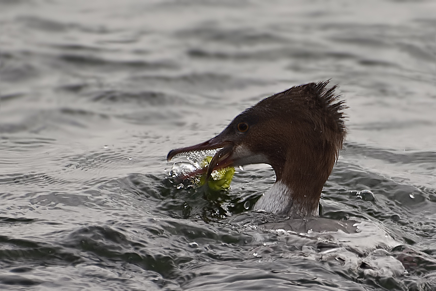Common Merganser
