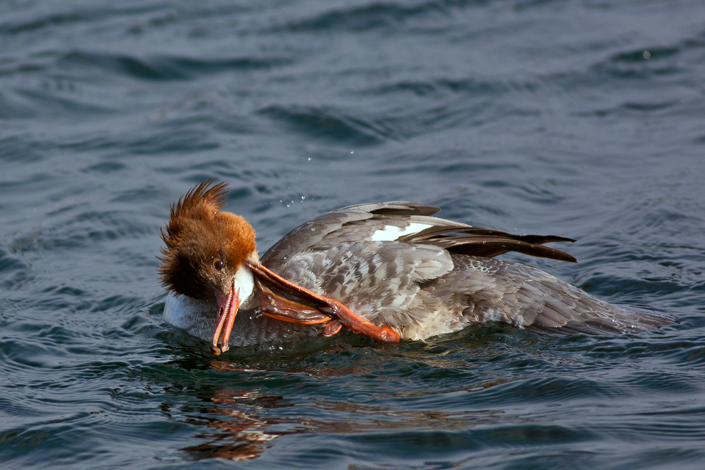Common Merganser